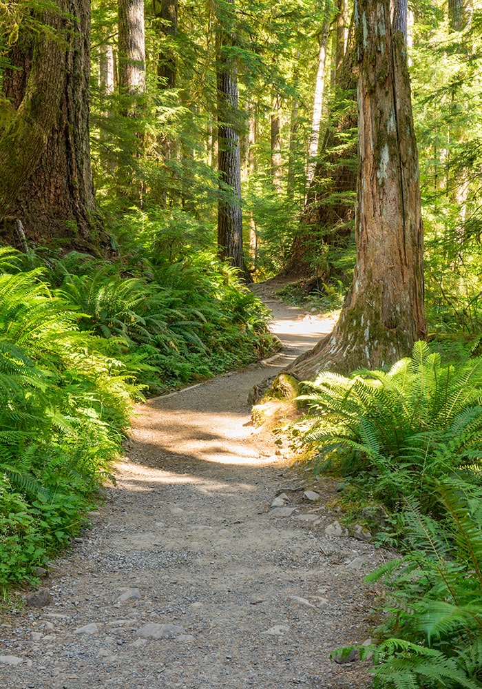Trail in the woods with ferns and big trees